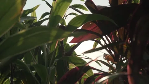 Ethereal Backlight: Translucent Jungle Leaves Swaying in a Gentle Breeze Stock Footage 318315455