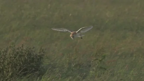 Ethereal Barn owl flying over meadow grass field, HD Stock Footage 130353050