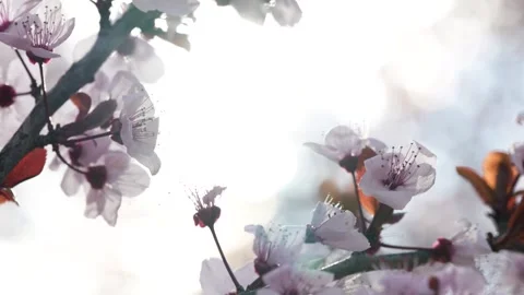 Ethereal Cherry Blossoms in Light Stock Footage 267031412