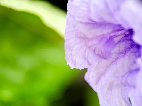 An ethereal composition showcasing a delicate purple flower petal alongside.. Stock Photos