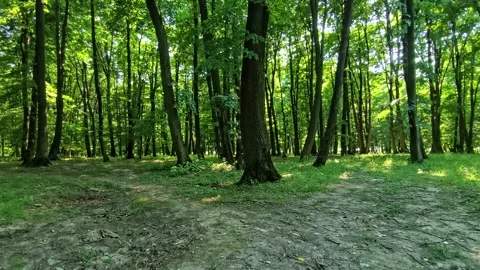 Ethereal dense forest with soft, diffused sunlight Stock Footage 338351929