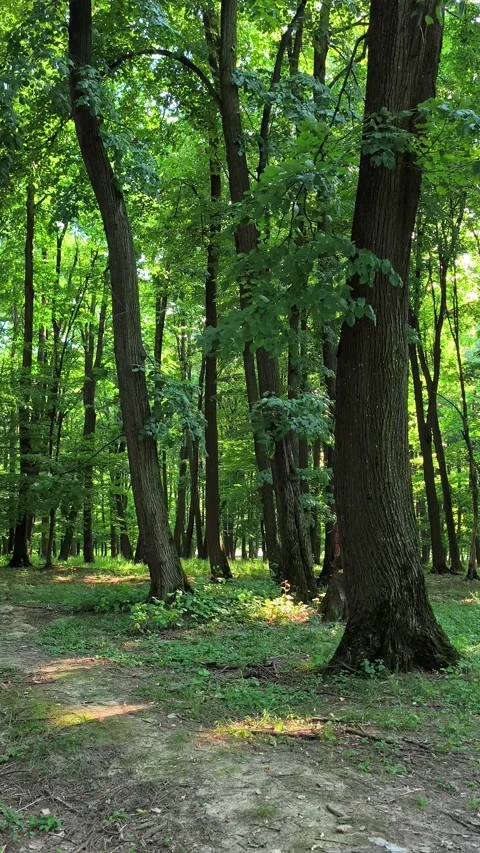Ethereal dense forest with soft, diffused sunlight Stock-Footage 338352814