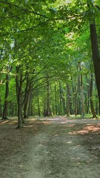 Ethereal dense forest with soft, diffused sunlight Stock-Fotos