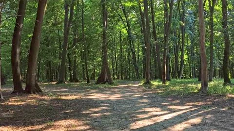 Ethereal dense forest with soft, diffused sunlight Foto stock