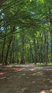Ethereal dense forest with soft, diffused sunlight Foto stock