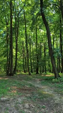 Ethereal dense forest with soft, diffused sunlight Stock-Fotos