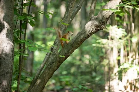 Ethereal Encounter: Squirrel Perched on Tree Branch in Enchanted Forest Stock Photos