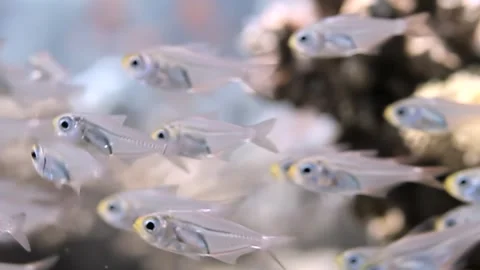 Ethereal Glassfish Spirits Glide Through Their Tranquil Aquatic World Stock Footage 340588130