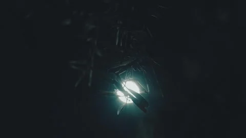 Ethereal Glow Amid the Branches Stock Footage 290790325