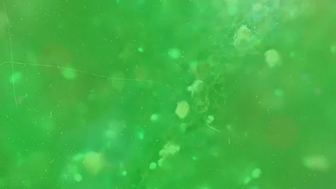 Ethereal green abstract background featuring soft glowing light leaks and Stock Footage 338993063