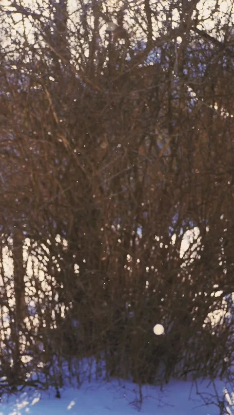 Ethereal Ice Crystals Flickering in Sunlight – Vintage Bokeh 180fps Stock Footage 328452079
