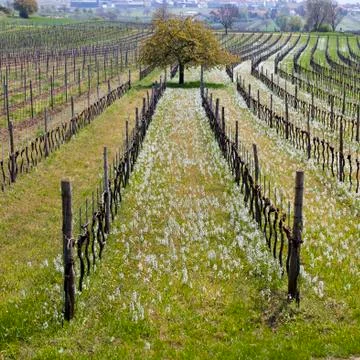 Ethereal landscape in spring Stock Photos