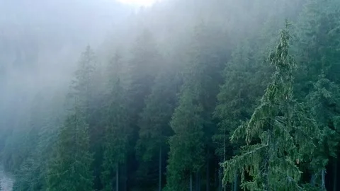 Ethereal misty pine forest with dense rows  Stock Footage 329228285