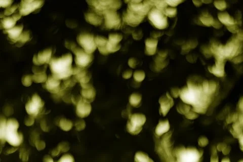 Ethereal olive bokeh patterns floating in a twilight forest ambiance castin.. Stock Photos