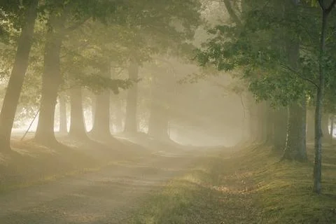 Ethereal Path Through the Woods Foto stock