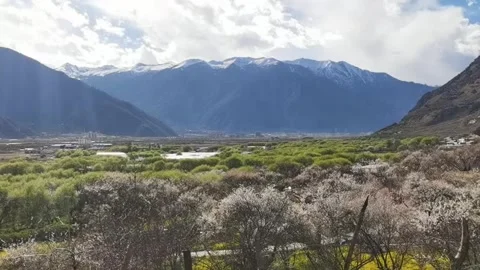 Ethereal Springtime in Tibet Flowers under Holy Snow Peaks Видео 332183033