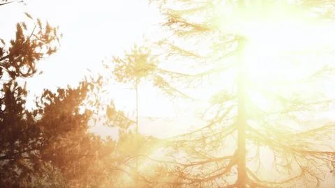 Ethereal sun rays piercing through evergreen branch Stock Illustration