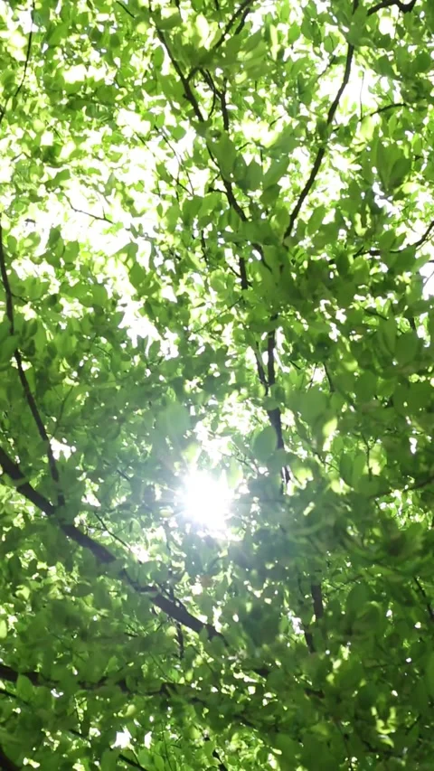 Ethereal sunlight illuminating translucent green leaves with golden glow Stock Footage 310757935