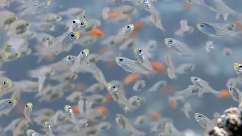 Ethereal Transparent Fish Dance Through a Vibrant Coral Sanctuary Stock Footage 340588766