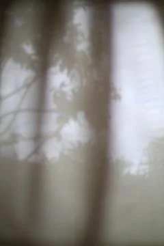 Ethereal Tree Shadow Dance Abstract Background for Tranquil Visuals Stock Photos