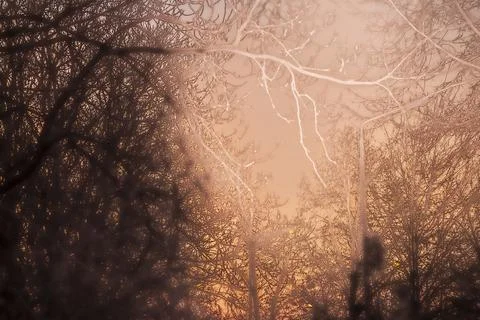 Ethereal winter branches at sunset Stock Photos