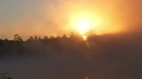 Etherial shot of sunrise shining through pine treetops with fog passing. Stock Footage 144417543