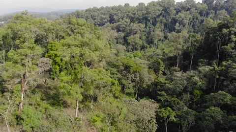 ETHIOPIA FOREST 1 Stock Footage 256305637