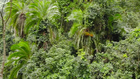 ETHIOPIA FOREST 2 Stock Footage 256307574