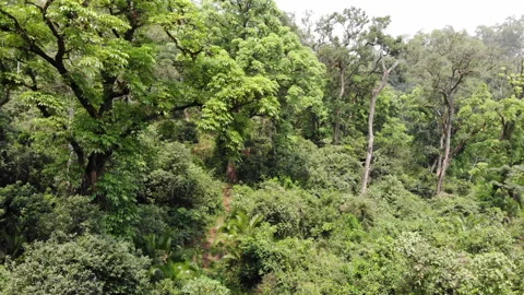 ETHIOPIA FOREST 3 Stock Footage 256308237