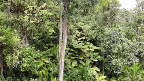 ETHIOPIA FOREST 4 Stock Footage 256309784