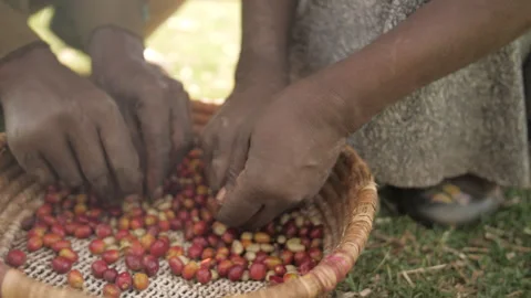 In Ethiopia, workers pick the coffee cherries by hand and place them in a basket Stock Footage 336368456