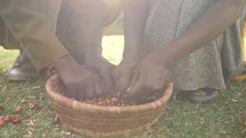 In Ethiopia, workers pick the coffee cherries by hand and place them in a basket Stock Footage 336368567
