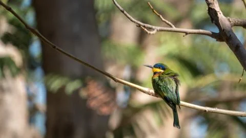 Ethiopian Bee-eater Stock Photos