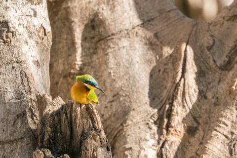 Ethiopian Bee-eater 스톡 사진