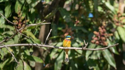 Ethiopian Bee-eater 库存照片