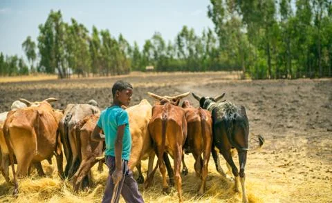 Ethiopian boy using his cows for threshing harvest 写真素材