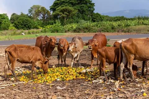 Ethiopian cattle eats mango at the dump, Ethiopia Ubiquitous Ethiopian cat... Stock Photos