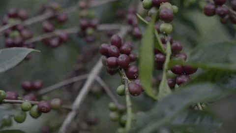 Ethiopian Coffee  Red Cherries Video stock 270939736