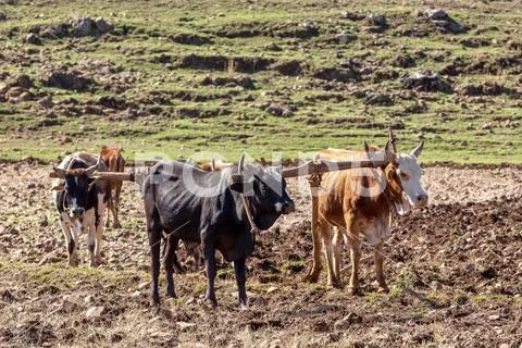 Ethiopian farmers plows fields with cows Farmer cattle cultivates a ...