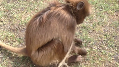 An Ethiopian Gelada monkey eats grass in the foothills of Addis Ababa Stock Footage 146102624