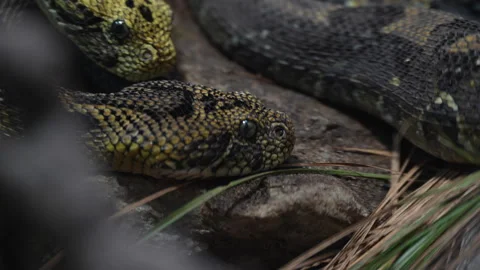 Ethiopian Mountain Adder Slides Into Frame Beside Another Stock Footage 330628585