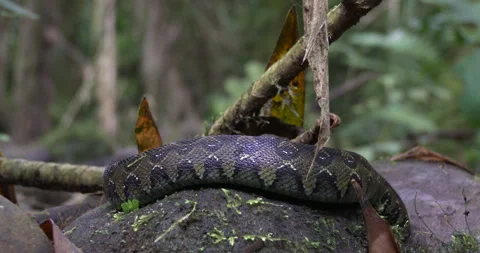 ETHIOPIAN MOUNTAIN VIPER 1 Stock Footage 256457528