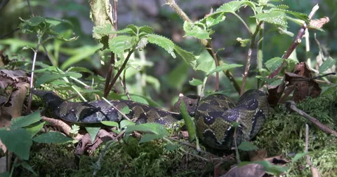 ETHIOPIAN MOUNTAIN VIPER 2 Stock Footage 256458325