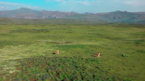 Ethiopian wolf chasing camera, Ethiopia Video stock 138892023
