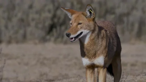 Ethiopian Wolf  close up Stock Footage 153596118