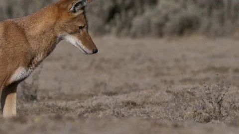 Ethiopian Wolf - Close Up, into frame Stock Footage 153596707