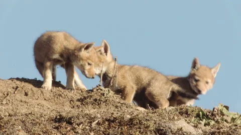 Ethiopian wolf cubs playing with each other, Guassa, Ethiopia Video stock 138890166
