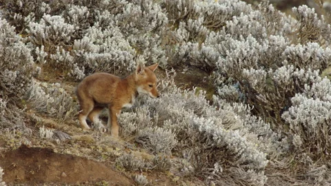 Ethiopian wolf cubs playing with each other, Guassa, Ethiopia Stock Footage 138890301