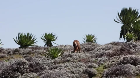Ethiopian Wolf digging after pray Stock Footage 259982721