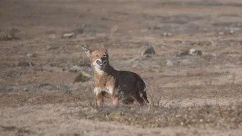 Ethiopian - Wolf feeding Stock Footage 153699410
